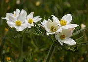 61 Anemonastrum narcissiflorum (Anemone narcisssino)